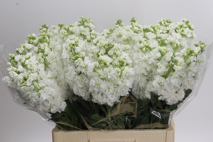 <h4>Matthiola Iron White</h4>