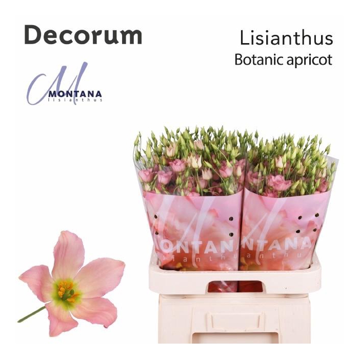 <h4>Eus G Botan Apricot</h4>