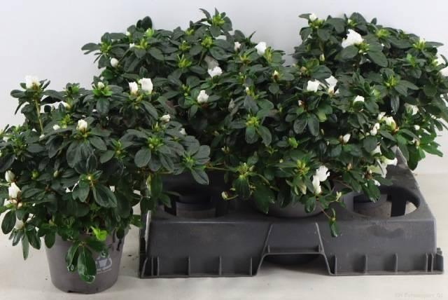 <h4>RHODO SI WITTE VOGEL</h4>