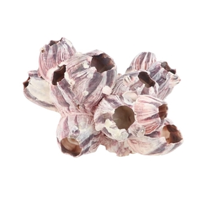 Shell Barnacles 07-12cm