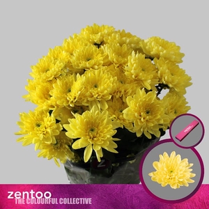 Chr T Baltica Yellow Zentoo