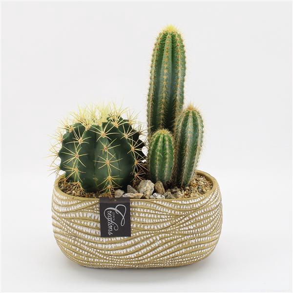 <h4>CTCR-2515 Cactus Essentials</h4>