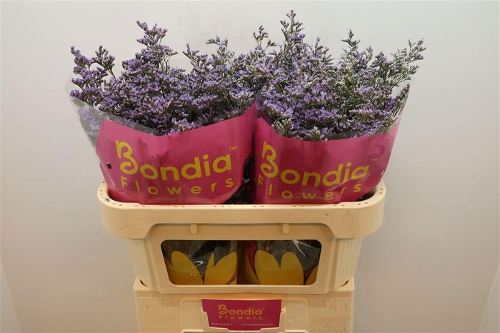 <h4>LIM OV SKYLIGHT</h4>