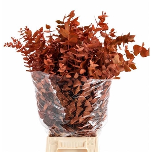 Euc. Cinerea Painted Orange