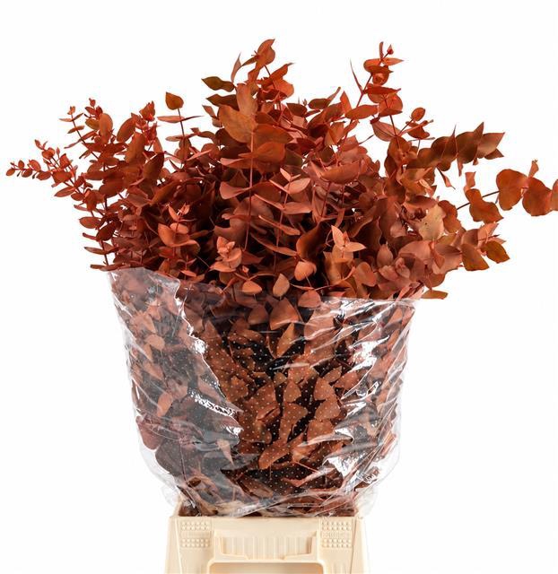 <h4>Euc. Cinerea Painted Orange</h4>