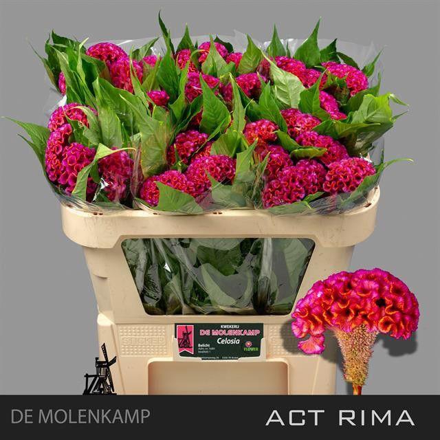 <h4>CEL C ACT RIMA</h4>