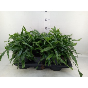 Microsorum diversifolium