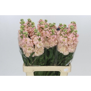 Matthiola Iron Apricot