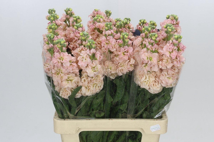 <h4>Matthiola Iron Apricot</h4>