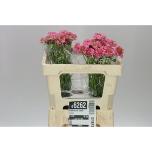 Scabiosa Atr Candy Scoop