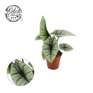 Alocasia Platinum 12cm