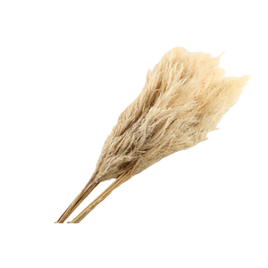 Sacuara White Bleached