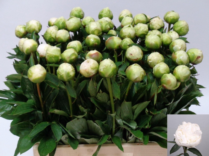 <h4>PAEO L MME CL TAIN</h4>