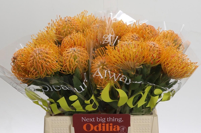 <h4>Nutans Soleil</h4>