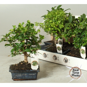 BONSAI GEM