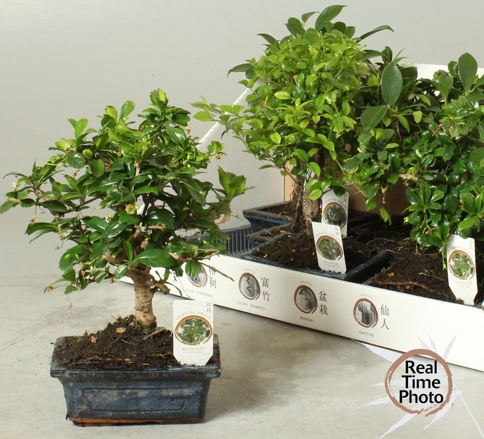 <h4>BONSAI GEM</h4>