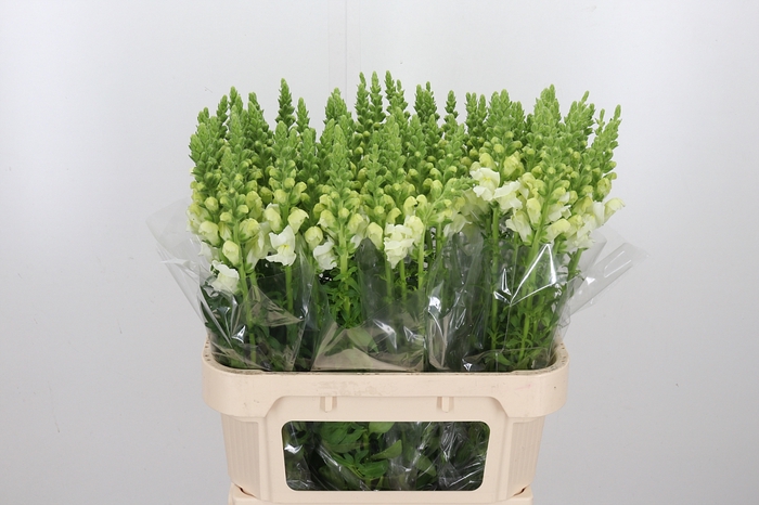 <h4>Antir Poto Ivory White</h4>