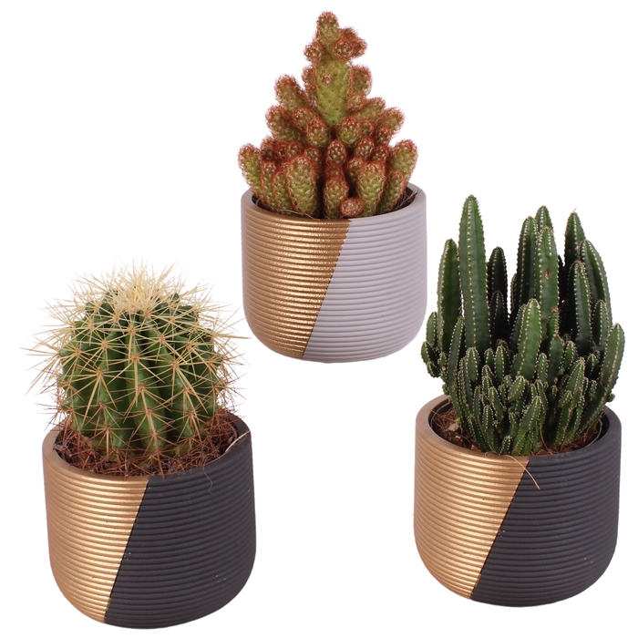 <h4>Cactus Gemengd Keramiek</h4>