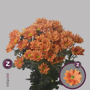 CHR T GRAND ORANGE