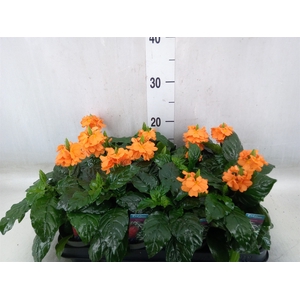 Crossandra infundib. 'Fortuna'