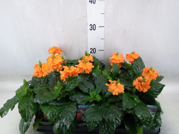 <h4>Crossandra infundib. 'Fortuna'</h4>