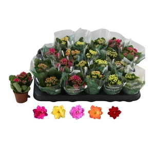 Kalanchoe BL Rosalina mix 5 colors 6Ø 12cm