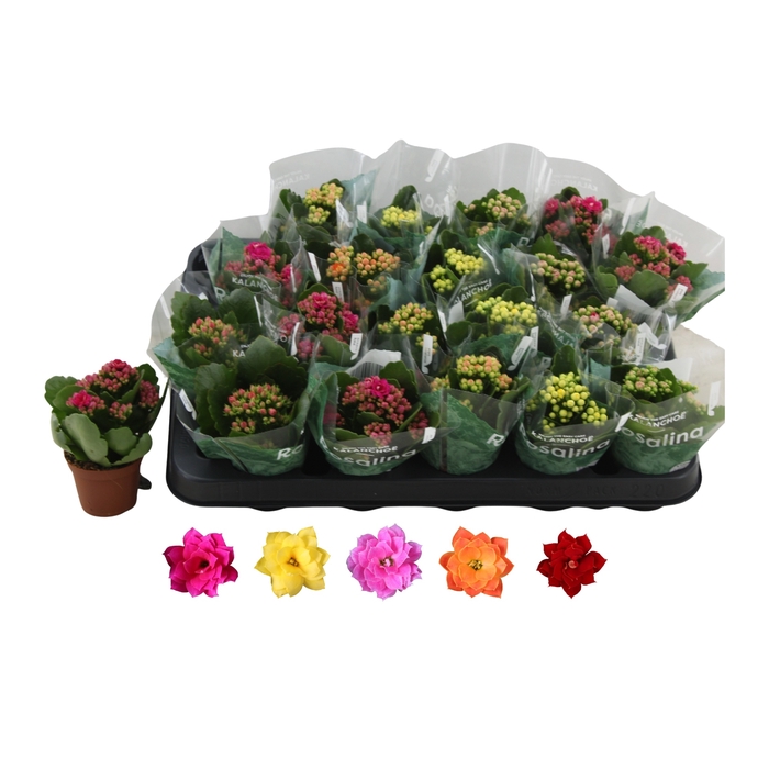<h4>Kalanchoe BL Rosalina mix 5 colors 6Ø 12cm</h4>
