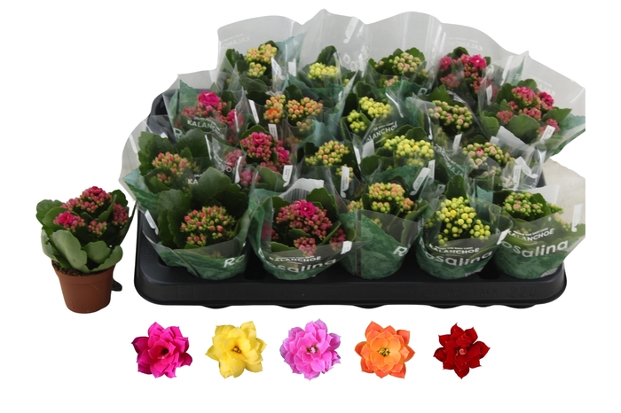 Kalanchoe BL Rosalina mix 5 colors 6Ø 12cm