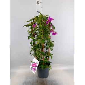 Bougainvillea  'Alexandra'