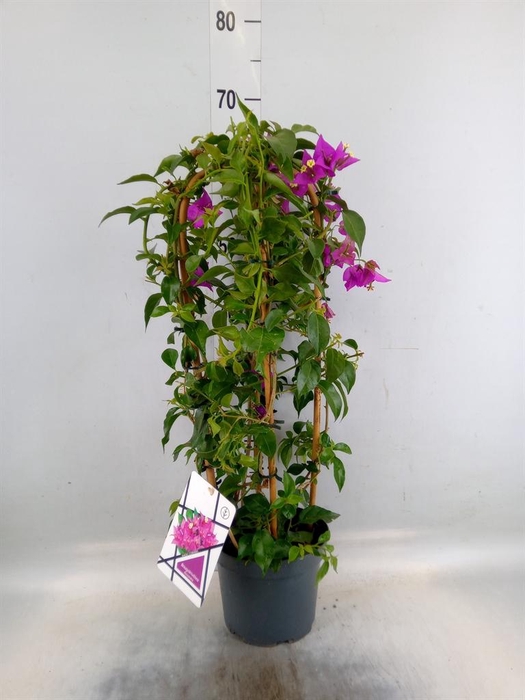 <h4>Bougainvillea  'Alexandra'</h4>