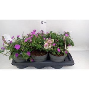 Geranium sang. 'Max Frei'