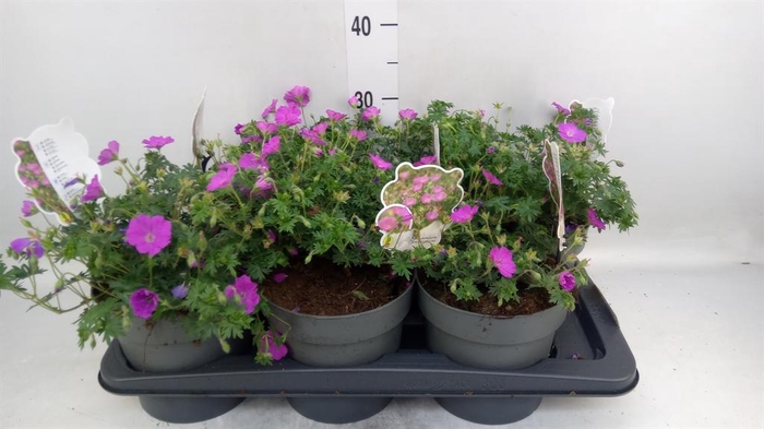<h4>Geranium sang. 'Max Frei'</h4>