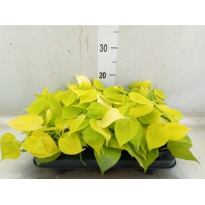Philodendron scand. 'Lemon Lime'