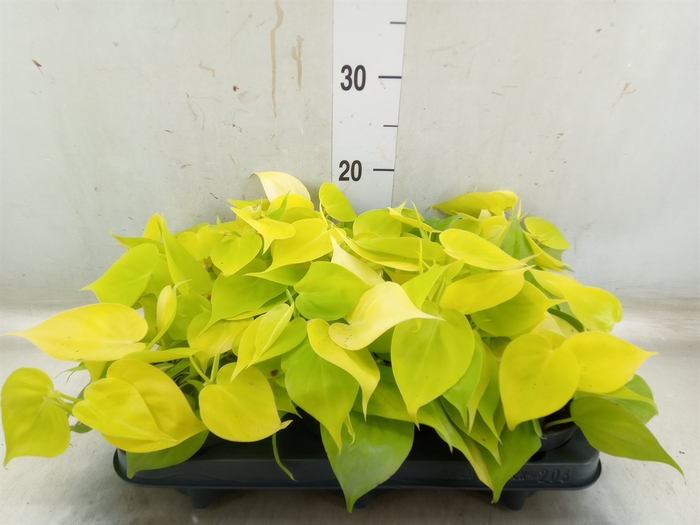 <h4>Philodendron scand. 'Lemon Lime'</h4>