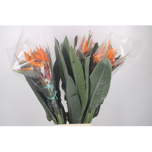 Strelitzia Reginae Bloem X40