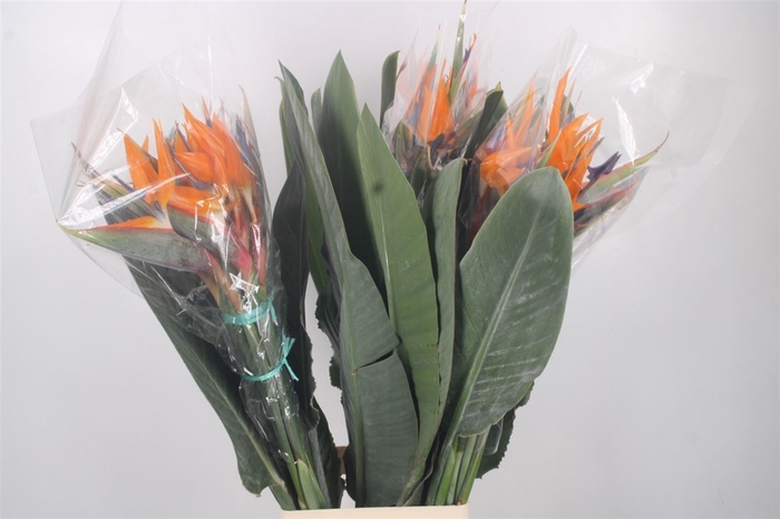 <h4>Strelitzia Reginae Bloem X40</h4>