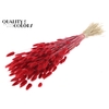 Lagurus per bunch Red