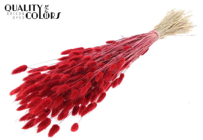 Lagurus per bunch Red