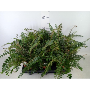 Pellaea rotundifolia