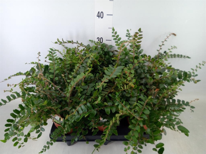 <h4>Pellaea rotundifolia</h4>