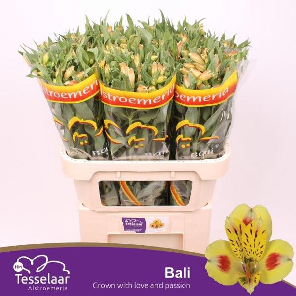 <h4>Alstr Bali HM</h4>