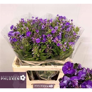Phlox P Crissy 60cm