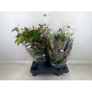 Aeschynanthus marmoratus