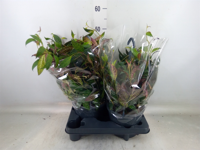 <h4>Aeschynanthus marmoratus</h4>