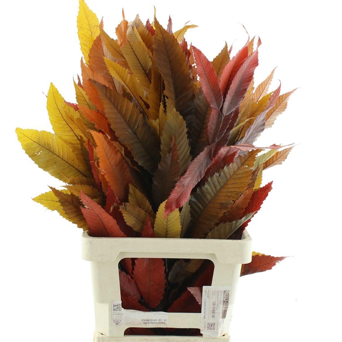 <h4>Pres Chestnut Leaf Autumn Mix</h4>