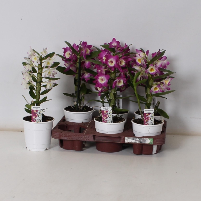 <h4>DENDR N GEM</h4>