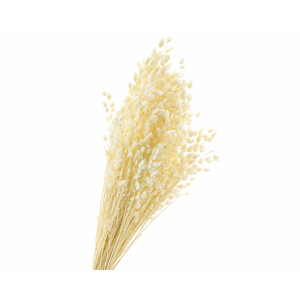 Dried Bleached Briza