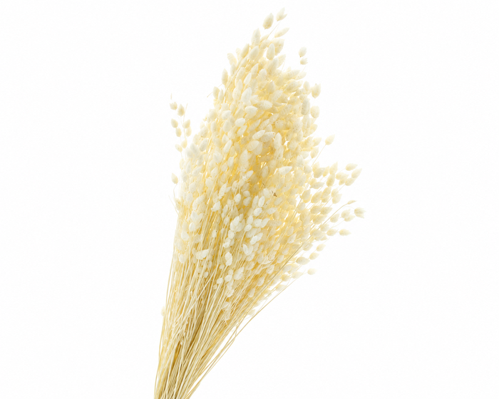 <h4>Dried Bleached Briza</h4>