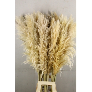 DF Pampas 120cm Natural Cream