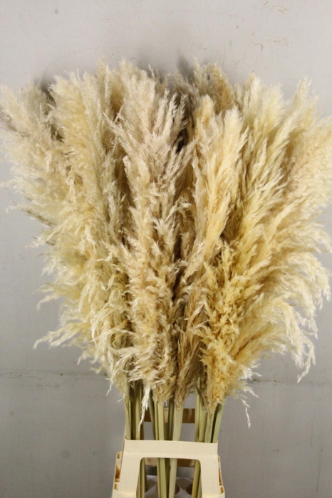 <h4>DF Pampas 120cm Natural Cream</h4>
